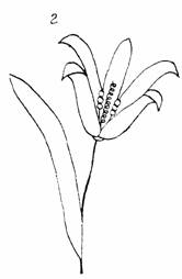 изделия из бисера- лилия, общий вид